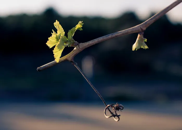 Hotell Restaurante Masia La Torre